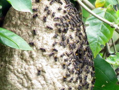 Brachygastra augusti