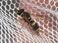 Stenodynerus propinquus