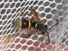 Stenodynerus propinquus