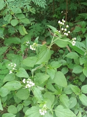 Ageratum conyzoides