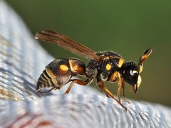 Stenodynerus propinquus