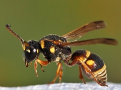 Stenodynerus propinquus