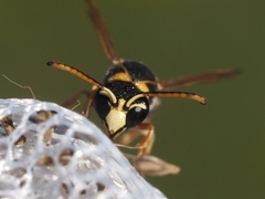 Stenodynerus propinquus