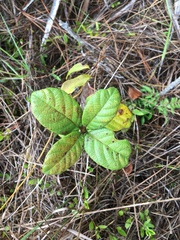 Guettarda scabra image