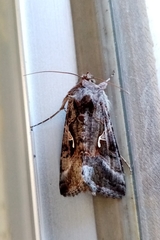 Autographa gamma