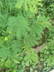 Leucaena leucocephala