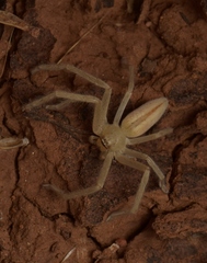 Neosparassus macilentus