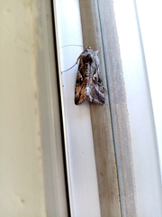 Autographa gamma
