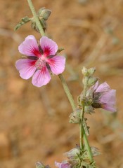 Anisodontea bryoniifolia
