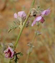 Anisodontea bryoniifolia