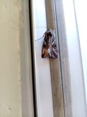 Autographa gamma