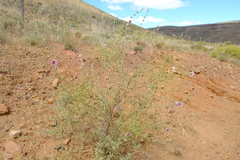 Anisodontea bryoniifolia