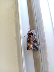 Autographa gamma