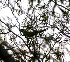 Barnardius zonarius macgillivrayi