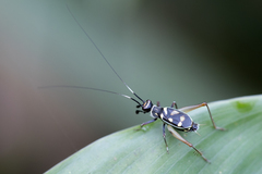 Phylloscyrtus amoenus