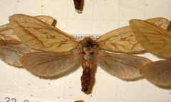 Hepialus humuli