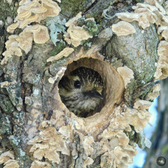 Dryobates spilogaster