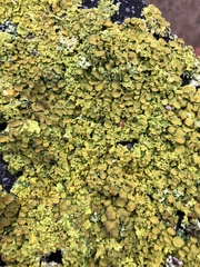 Xanthoria parietina