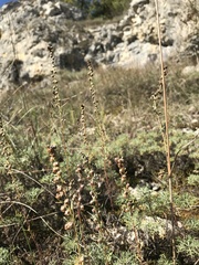 Artemisia alba