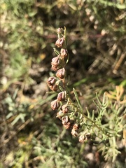 Artemisia alba
