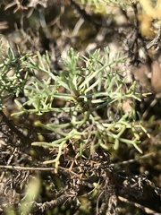 Artemisia alba