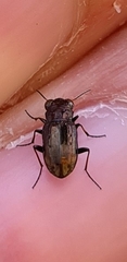 Notiophilus biguttatus