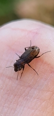 Notiophilus biguttatus