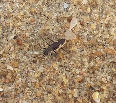 Hypaetha biramosa