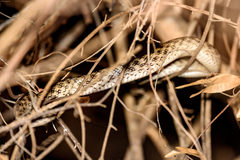 Madagascarophis colubrinus