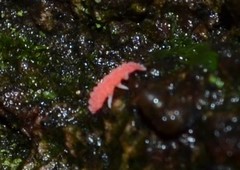 Bilobella braunerae