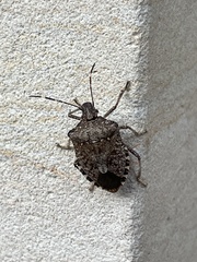 Halyomorpha halys