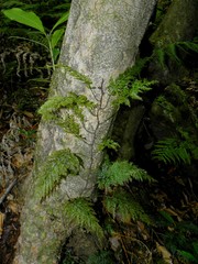 Vandenboschia speciosa image