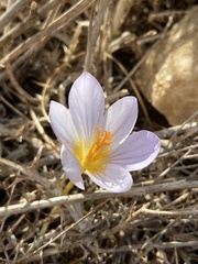 Crocus cancellatus mazziaricus