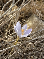 Crocus cancellatus mazziaricus