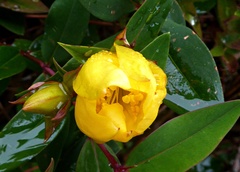 Hypericum patulum