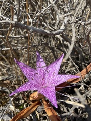 Colchicum variegatum