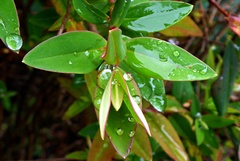 Hypericum patulum