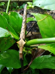 Pseudophasma bispinosum