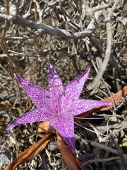Colchicum variegatum