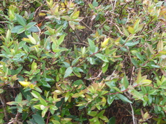 Hypericum patulum