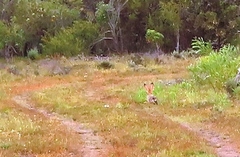 Lepus saxatilis