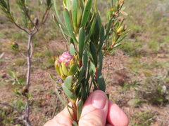 Leucadendron stelligerum