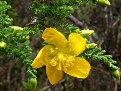 Hypericum goyanesii