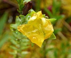 Hypericum goyanesii