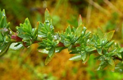 Hypericum goyanesii