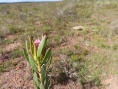 Leucadendron stelligerum
