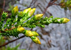 Hypericum goyanesii