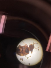 Phaleromela variegata