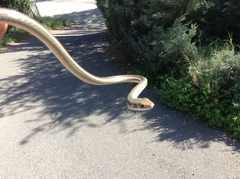 Masticophis lateralis lateralis