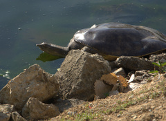 Apalone spinifera emoryi